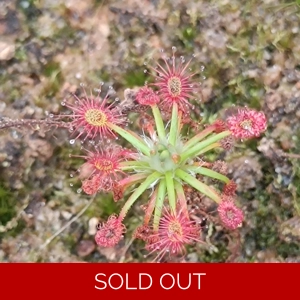Drosera verrucata, Betty's beach, 10+ gemmae